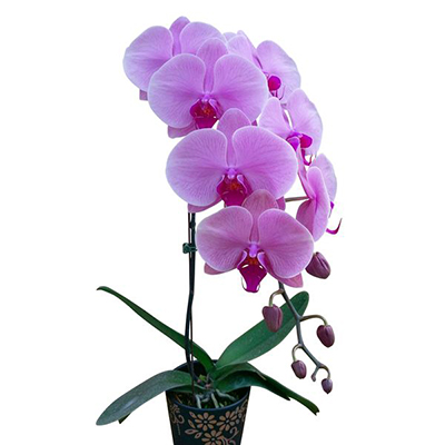 Phalaenopsis 1490-1