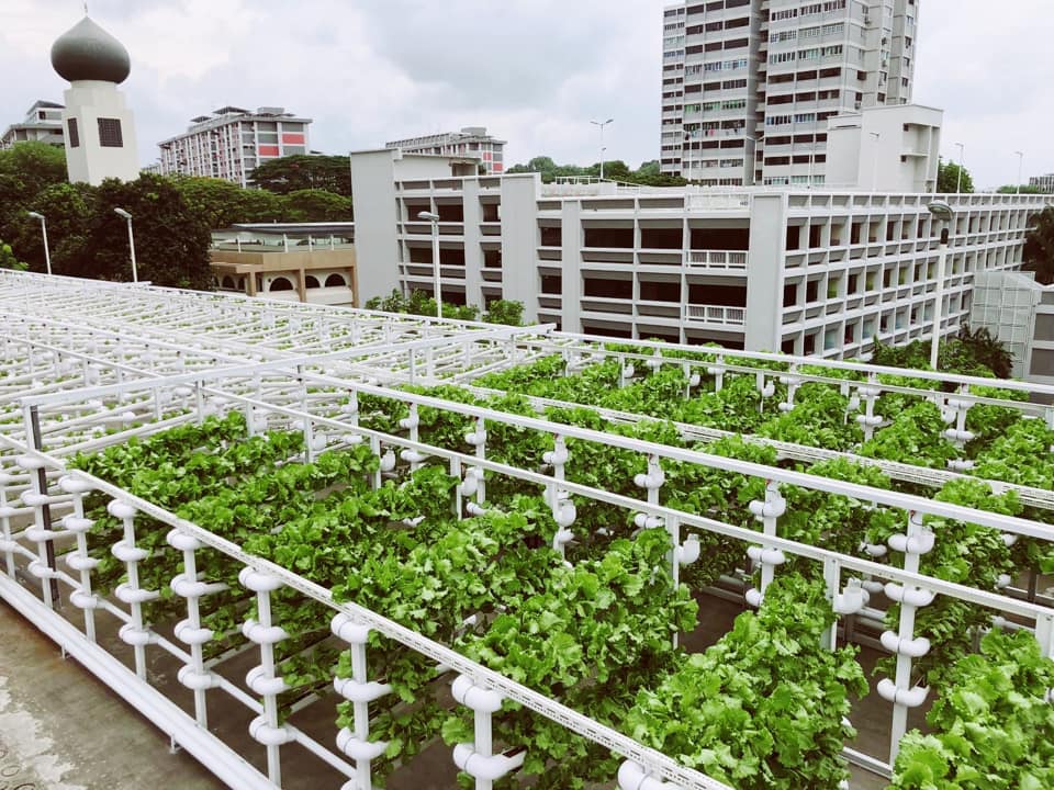 新加坡停車場變身現代化菜園，一年產量可供千人食用