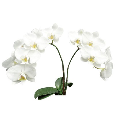 Fong tin's Amapearl A10040 - Phalaenopsis