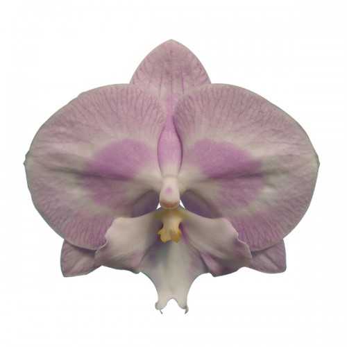 Champion Aladin Phalaenopsis / 2