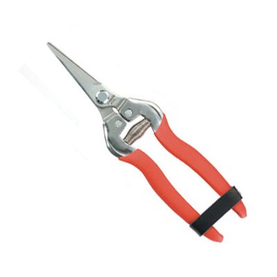 Stainless Steel Fruit Pruner 803BS