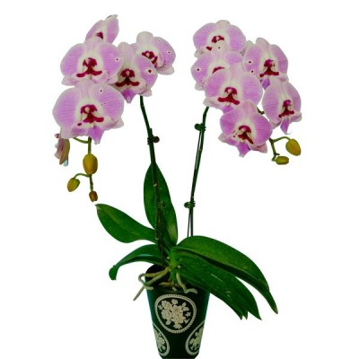 Phalaenopsis 1112-3