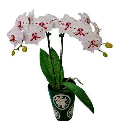 Phalaenopsis 1112-6