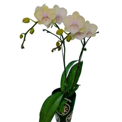 Phalaenopsis 1120-5