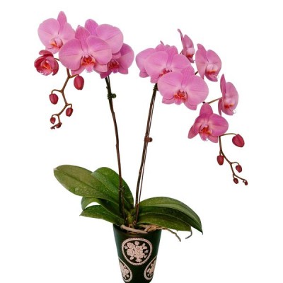 Phalaenopsis 8002