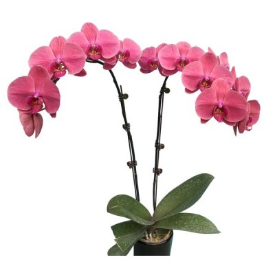 Phalaenopsis 1167-2