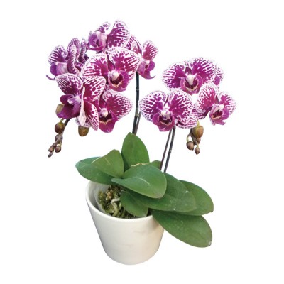 Phalaenopsis 363