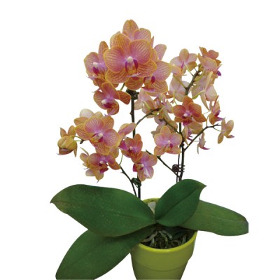 Phalaenopsis 390