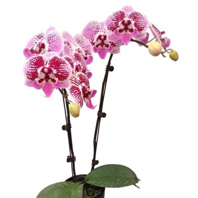 Phalaenopsis 1002-2