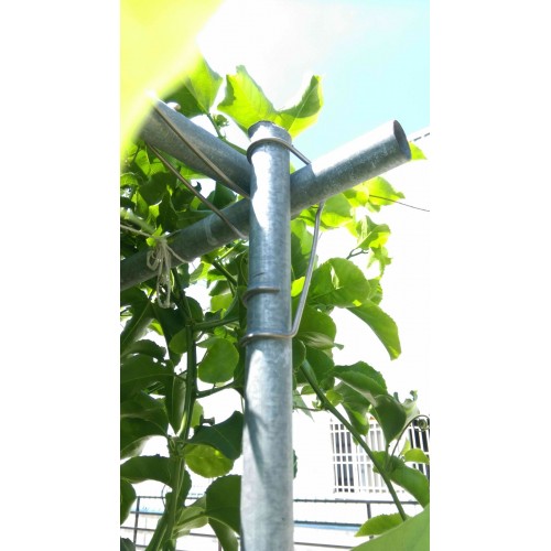 Greenhouse Spring Clip / 2