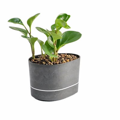 Plasticircular® Potted Planter
