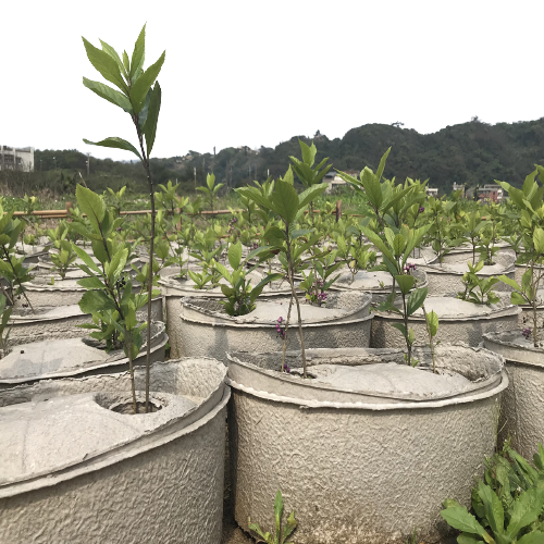 ( 1-hole ) - BiotiCircular Fortune Planter / 2