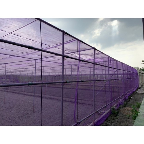 WH Purple Leaf Net / 2