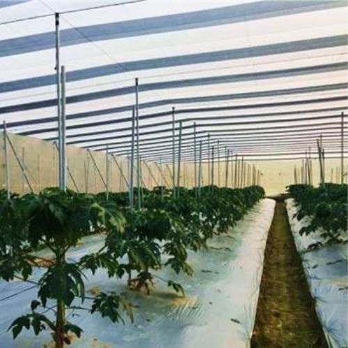 RH Black and White Knitted Fruit Fly Net (Panda Net) / 2